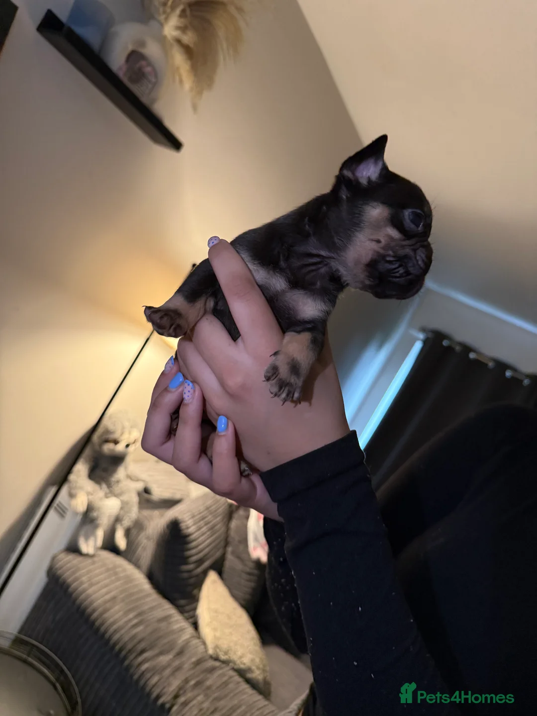 French Bulldog dogs for sale: French bulldog puppies fluffie carriers  - Advert 24
