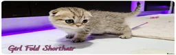 Scottish Fold cats for sale: Scotish Fold Kittens - Advert 7