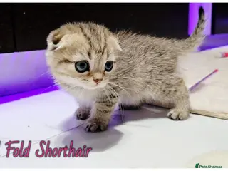 Scottish Fold cats Scotish Fold Kittens - Advert 3
