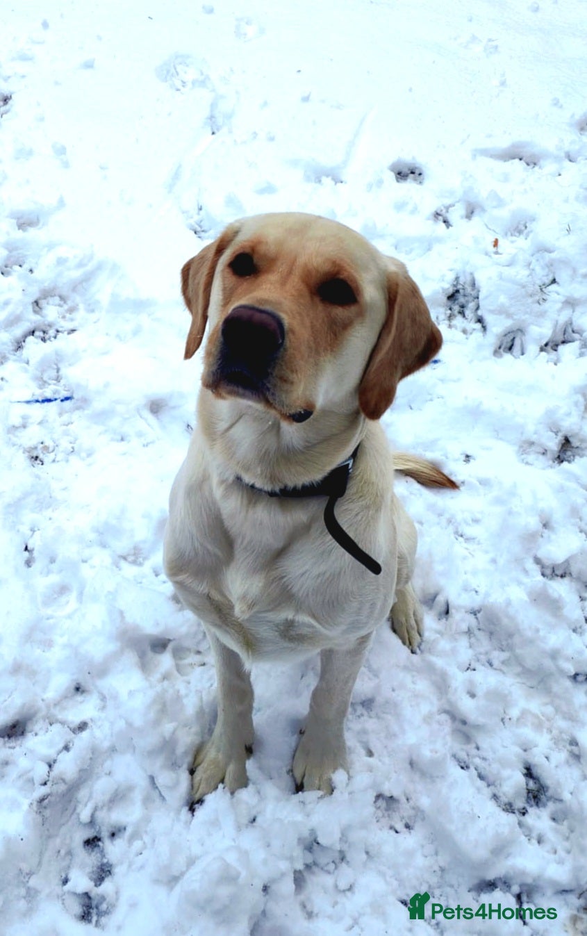 Labrador Retriever dogs Goldador for stud - Advert 4