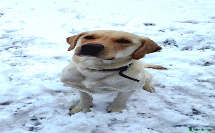 Labrador Retriever dogs - Advert 1