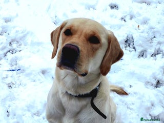 Labrador Retriever dogs - Advert 37