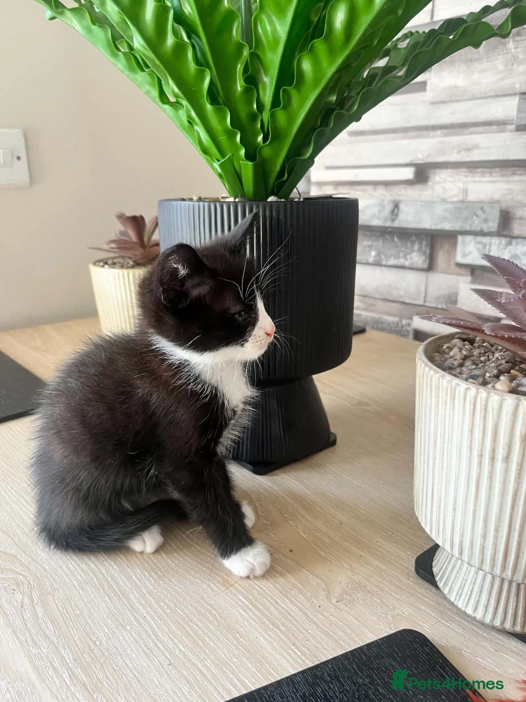 British Shorthair cats for sale: Beautiful British Shorthair Kittens - Advert 1