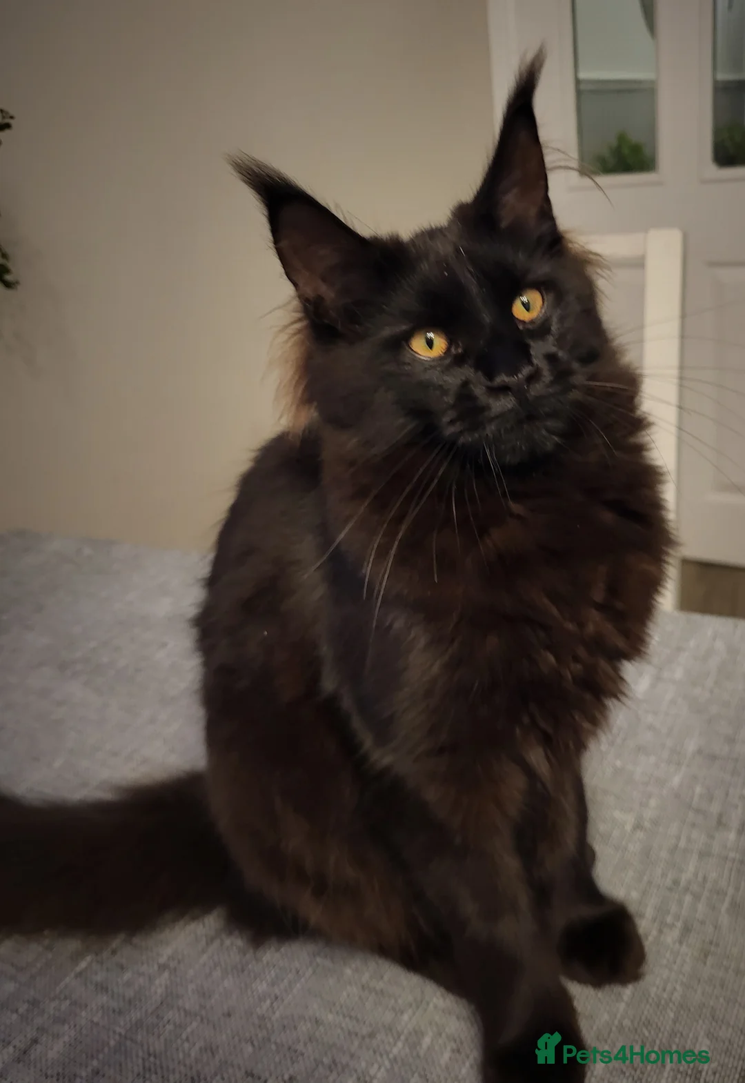 Maine Coon cats for sale: Beautiful Maine coon ready for her forever 🏡  - Advert 3