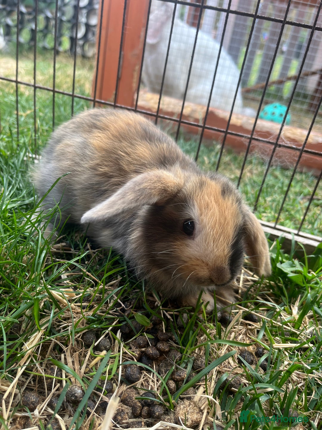 English Lop rabbits for sale: Beautiful bunnies in Pontefract - Image 17