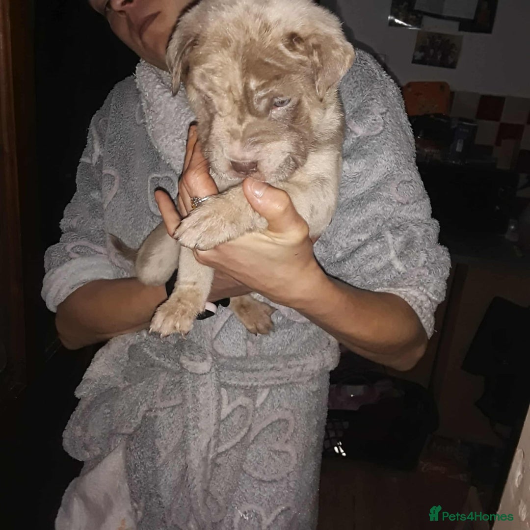 Mixed Breed dogs for sale: Bull-pei puppies - Advert 6