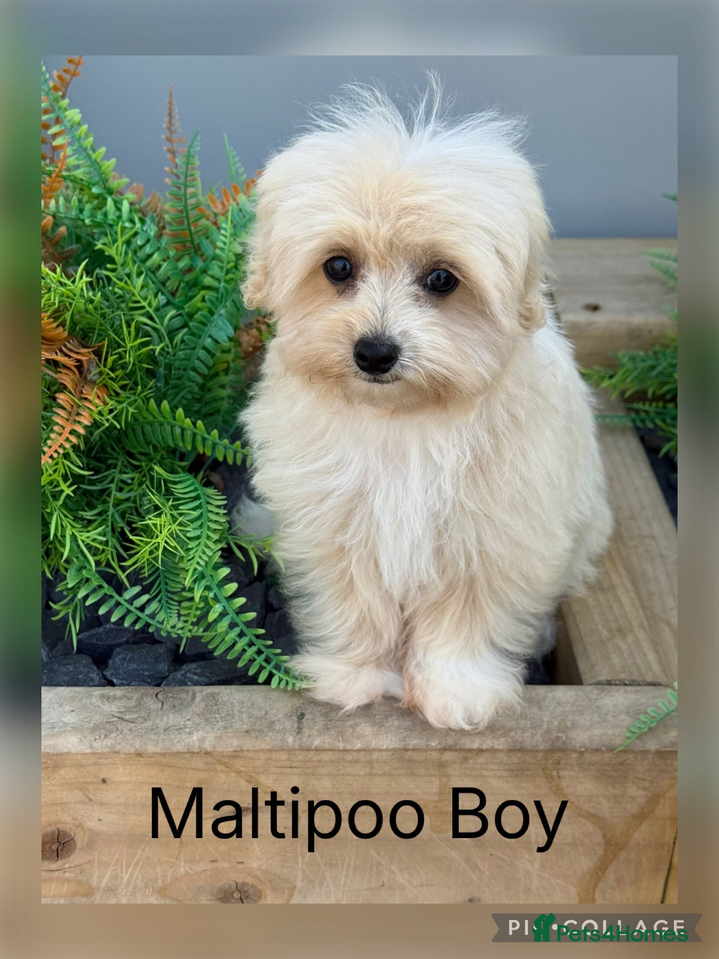 Maltipoo dogs Gorgeous Teddy Bear F1 Maltipoo READY NOW - Advert 2