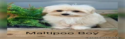 Maltipoo dogs for sale: Gorgeous  F1 Maltipoo READY NOW toilet trained  - Advert 3