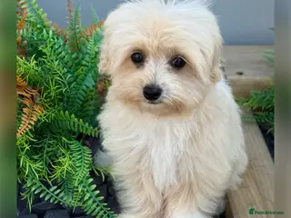 Maltipoo dogs Gorgeous F1 Maltipoo READY NOW toilet trained - Advert 2