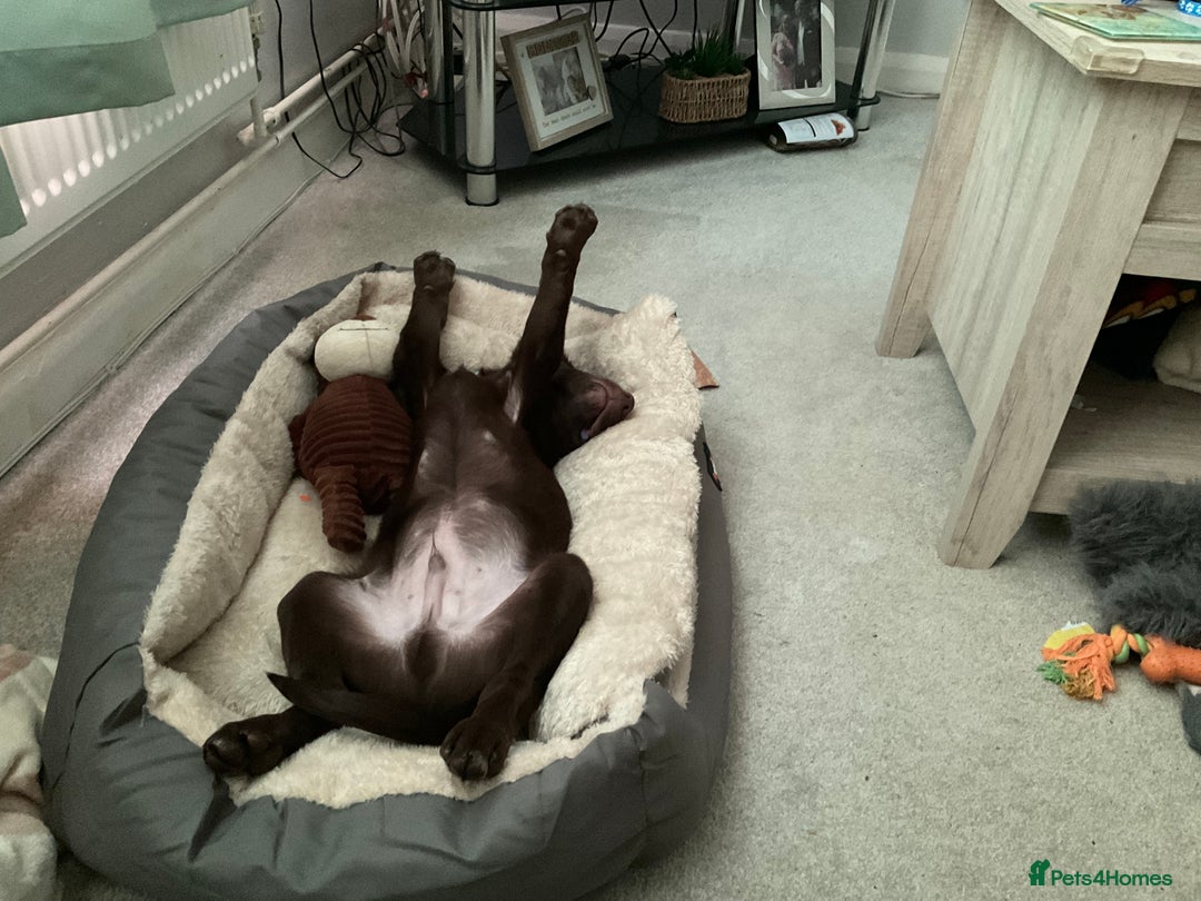 Australian Kelpie dogs for sale: Benson  - Image 3