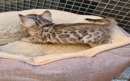 Bengal cats for sale: Full pedigree bengal kitten - Image 11