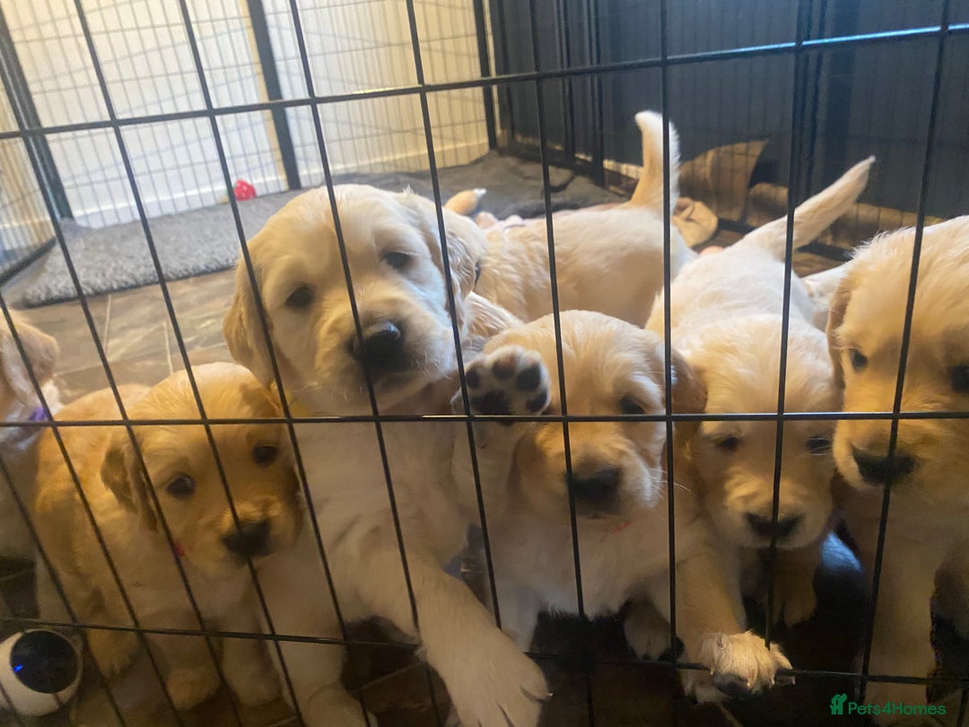 Golden Retriever dogs for sale: Golden Retriever Puppies (3 x Females Available) - Image 1