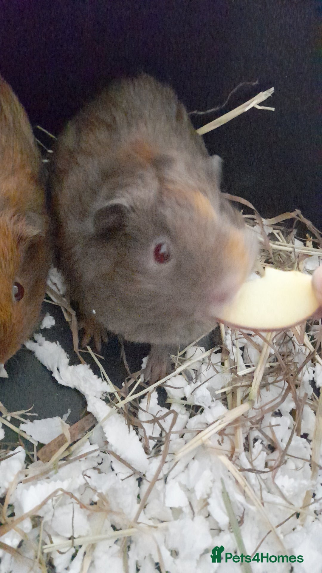 Guinea Pig rodents for sale: 1 male guniea pig for sale - Advert 3