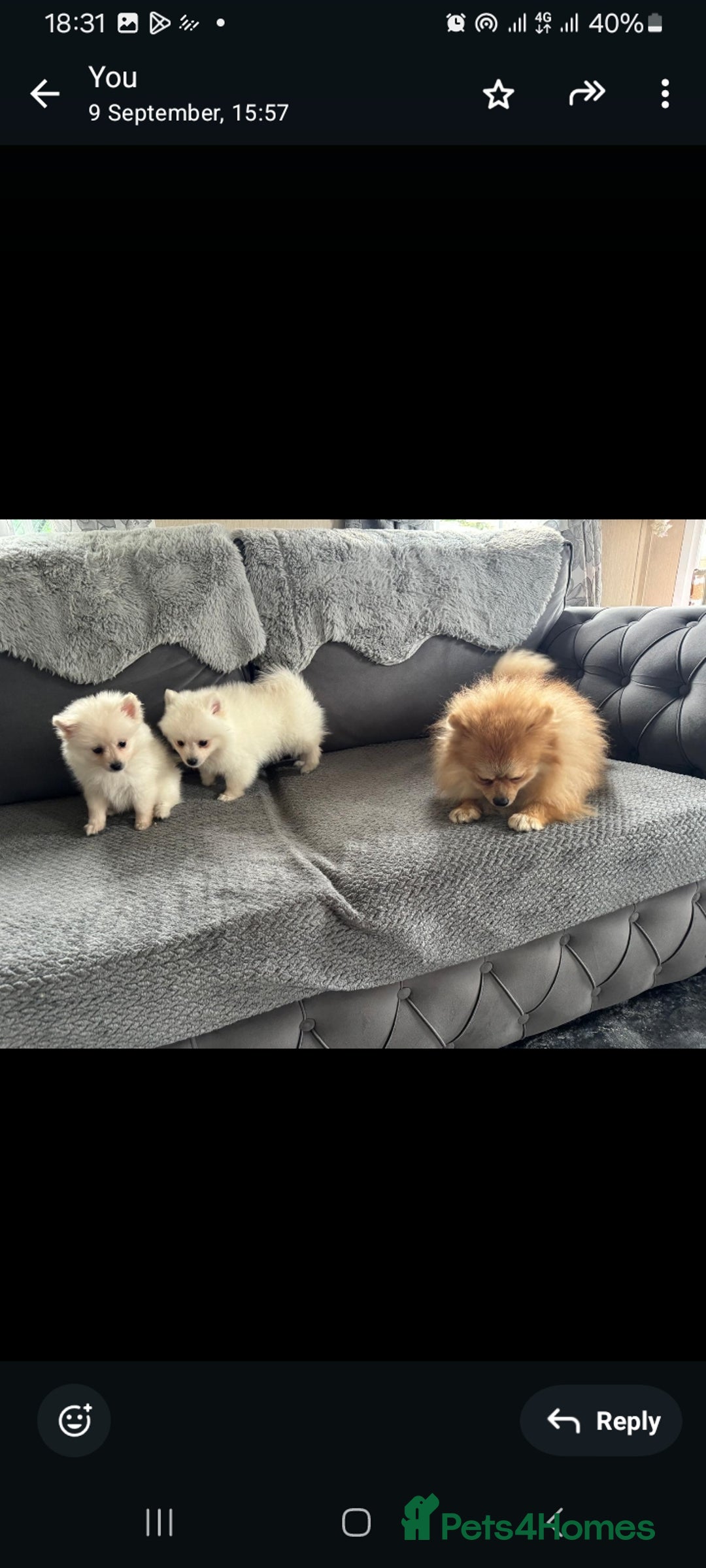 Pomeranian dogs for sale: Pomeranian puppies  - Image 8
