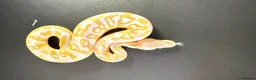 Python Snake reptiles for sale: 1.0 Leo Candy 66% het Pied - Advert 7