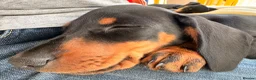 Miniature Dachshund dogs for sale: Monty the Miniature Dachshund  - Advert 7