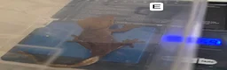 Gecko reptiles for sale: Juvenile Crested Geckos in Runcorn - Advert 8