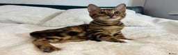 Bengal cats for sale: Champion bloodline Bengal kittens - Advert 7