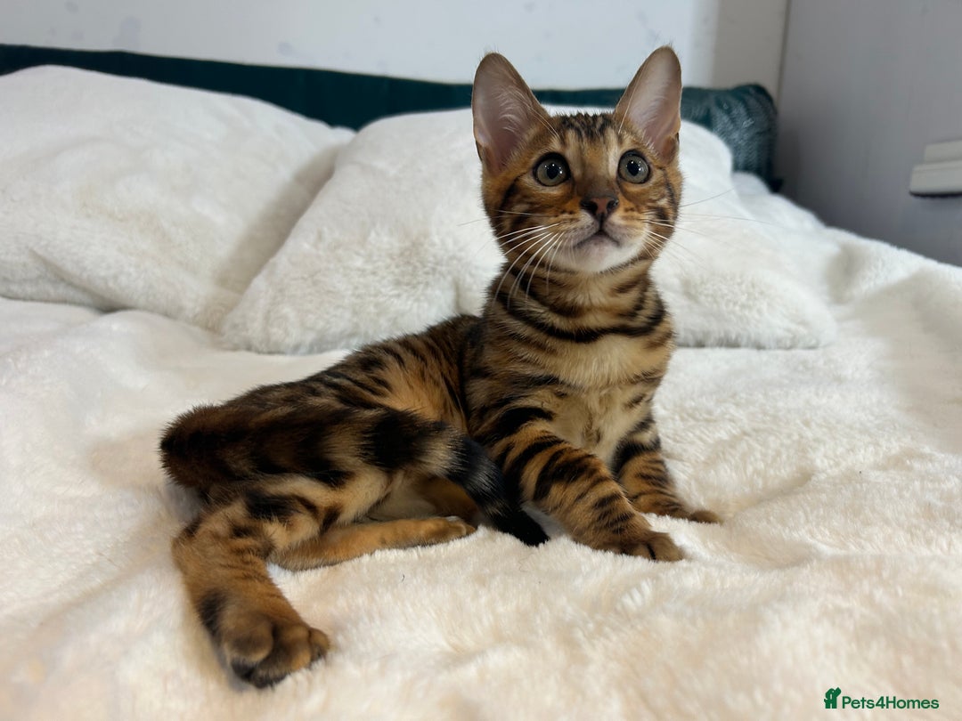 Bengal cats for sale: Champion bloodline Bengal kittens - Advert 7