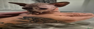 Sphynx Kitten 3