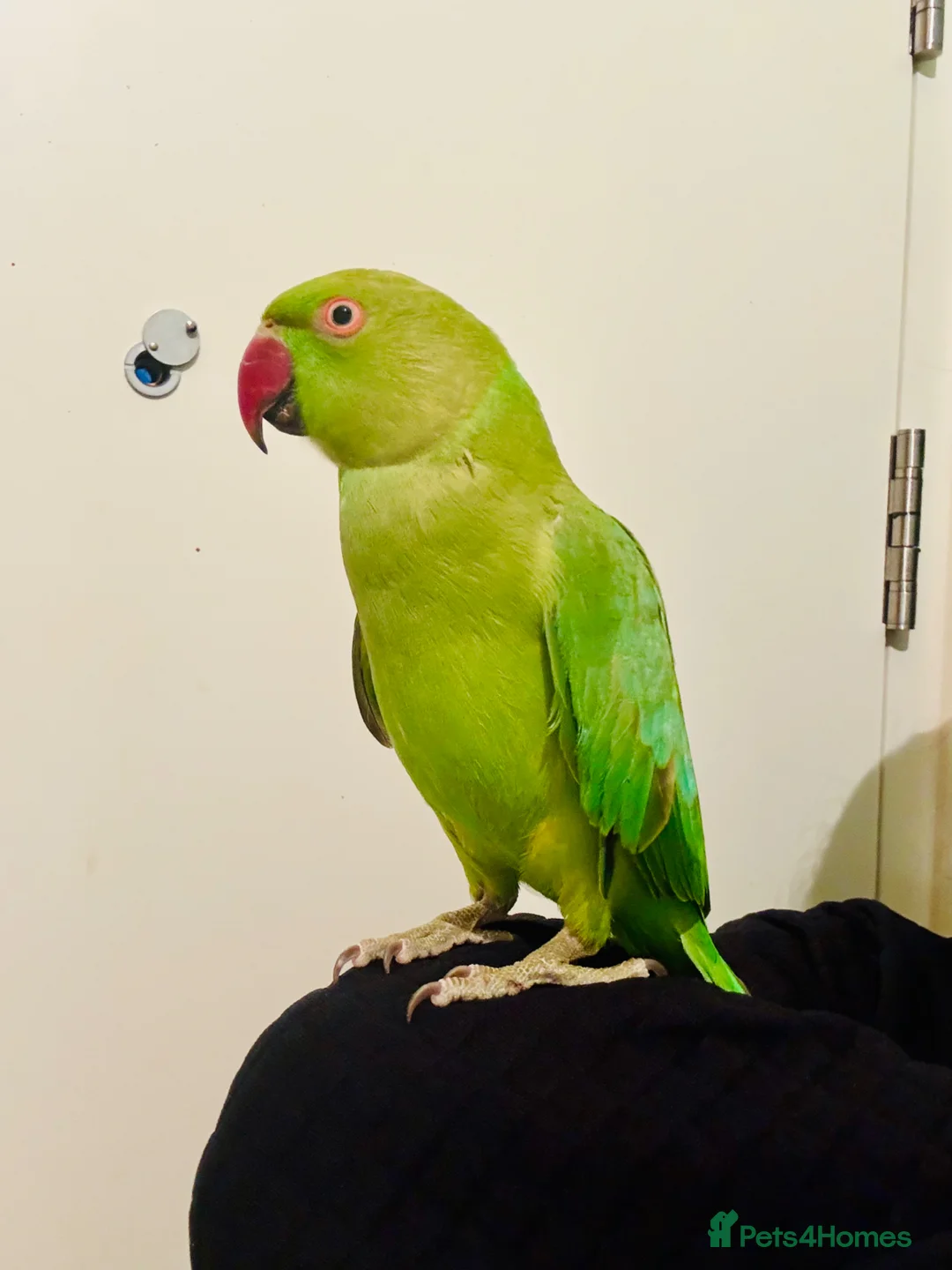 Ringnecks birds for sale: Hand Tamed/Untamed Gorgeous Ringneck for Sale in London - Advert 1