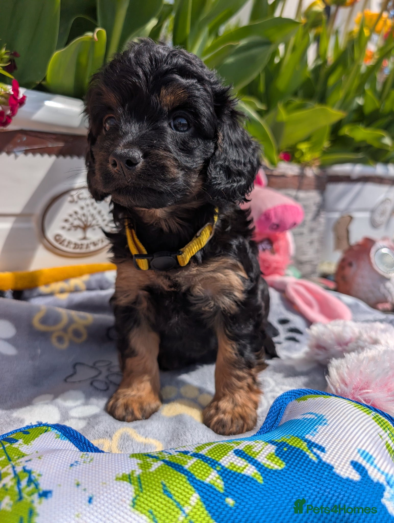 Cavapoo dogs Stunning Black & tan F1 Toy Cavapoo Puppies  - Advert 1