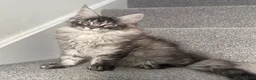 Maine Coon cats for sale: Champion line kittens 🥰 Ready to go☺️ - Advert 3