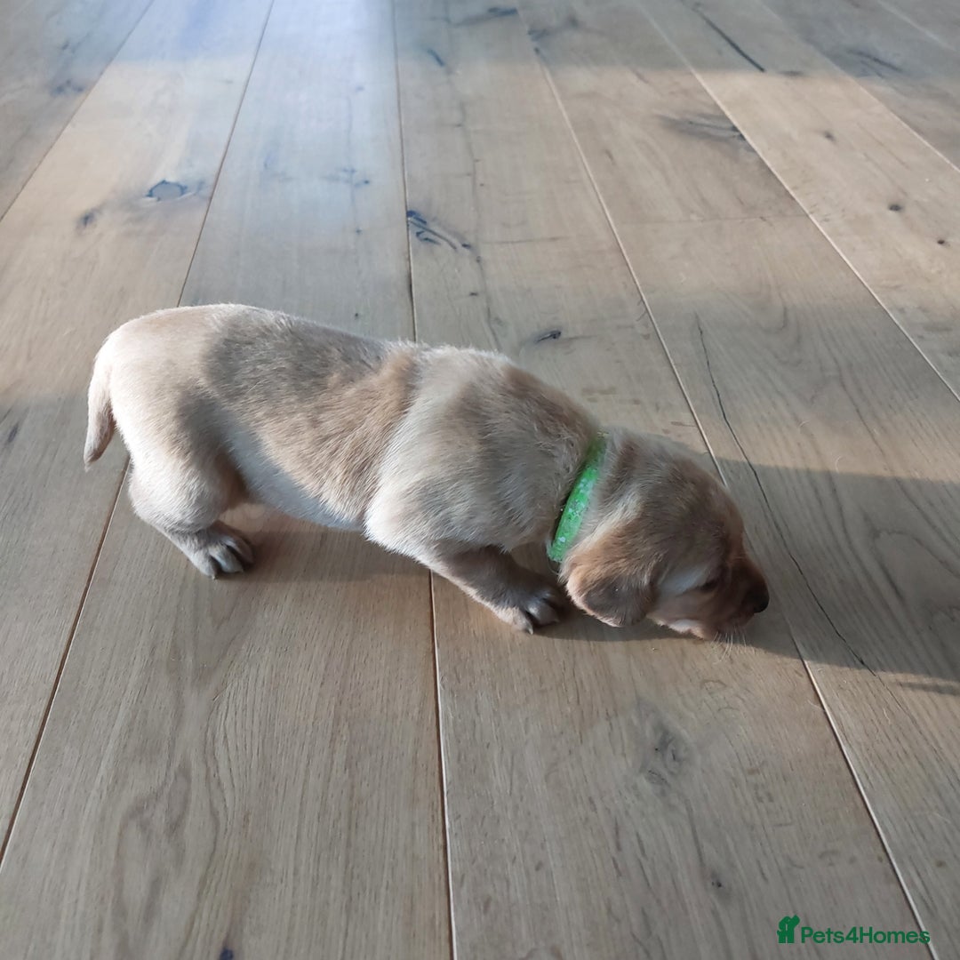 Labrador Retriever dogs for sale: Coco’s Labrador Puppies Seeking Loving Homes - Advert 29