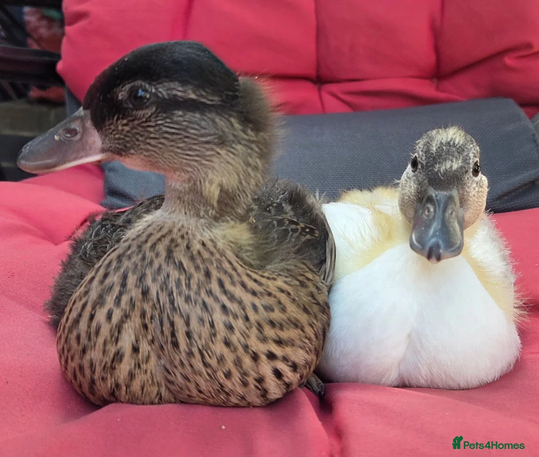 Ducks poultry for sale: Female mini call ducklings - Advert 2