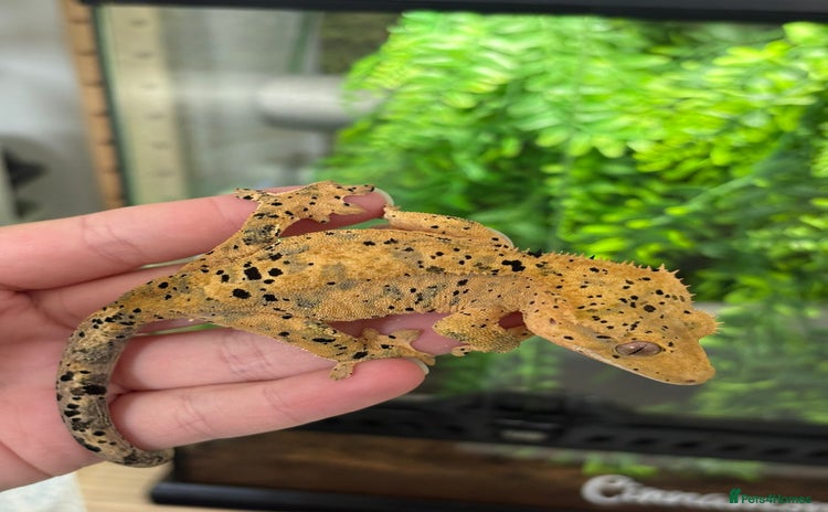 Gecko reptiles - Advert 11