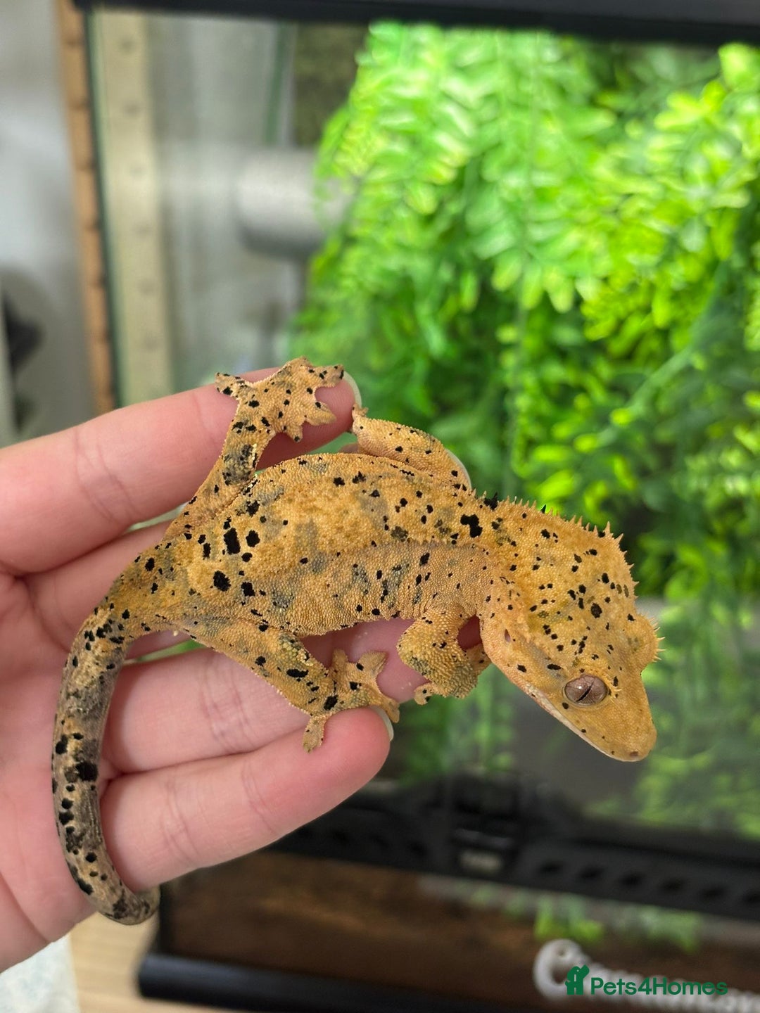 Gecko reptiles for sale: Superdal breeding pair - Image 1