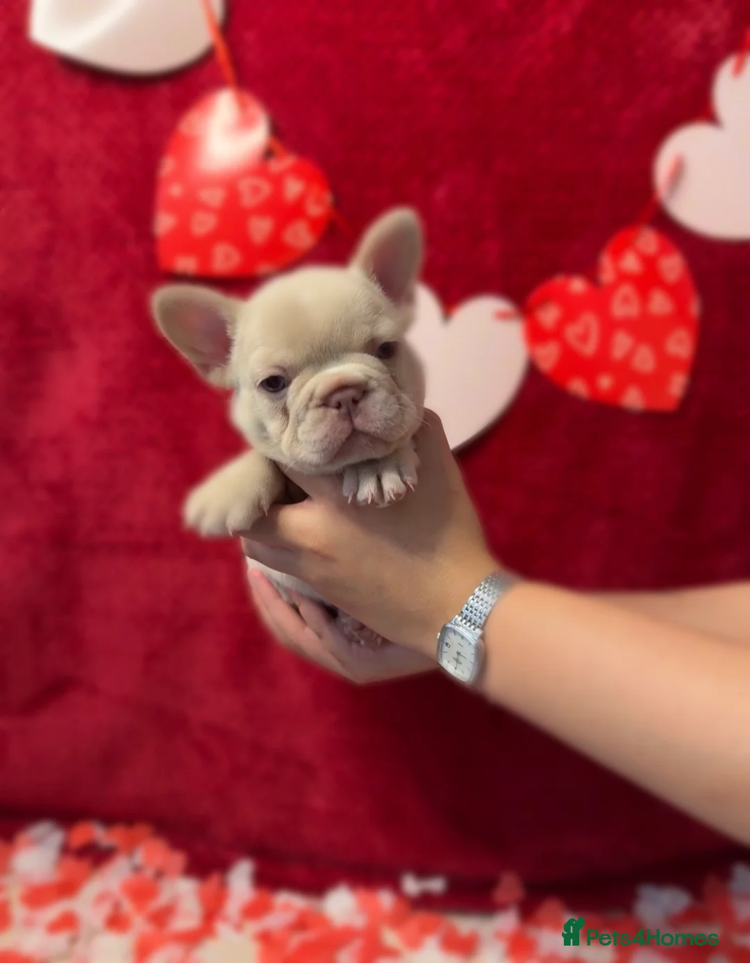 French Bulldog dogs for sale: Stunning KC registered Frenchies😍 4 male 1 female - Advert 5