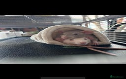 Rat rodents for sale: 2 Female Rats  - Image 1