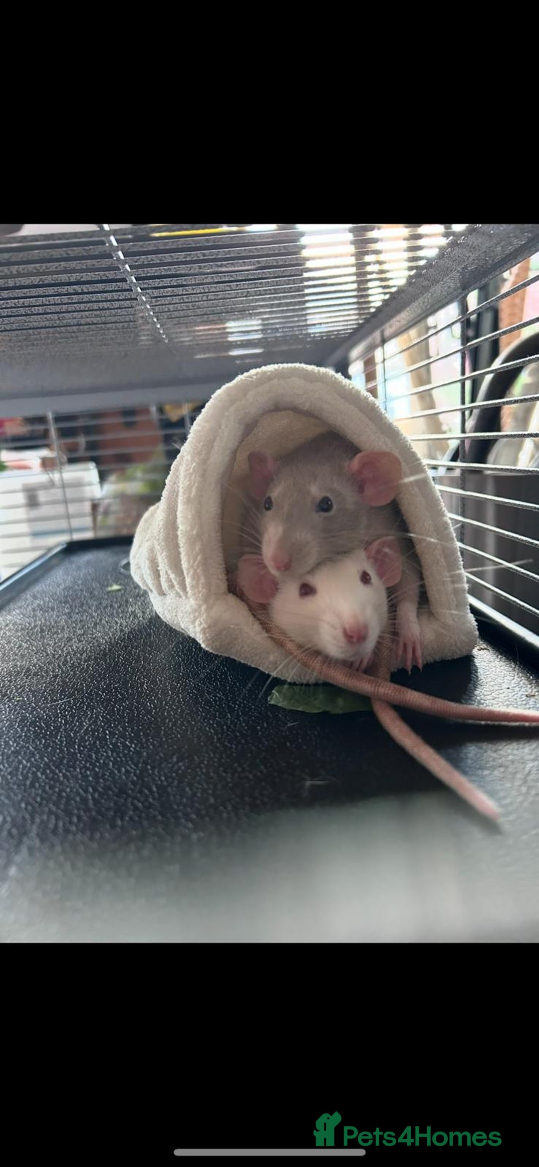 Rat rodents for sale: 2 Female Rats  - Image 1