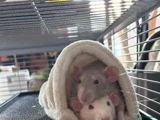 Rat rodents - Advert 3