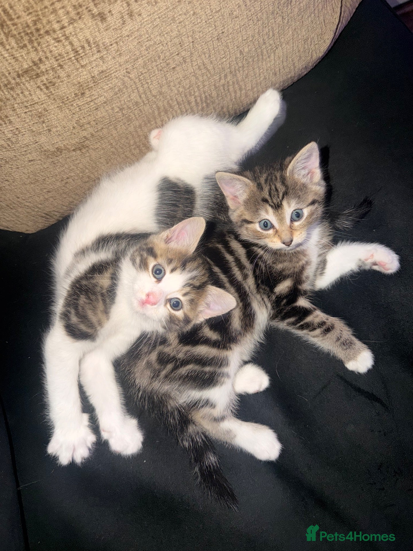 Mixed Breed cats Beautiful kittens  - Advert 1