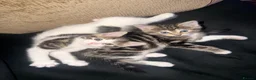 Mixed Breed cats for sale: Beautiful kittens  in Manchester - Advert 1