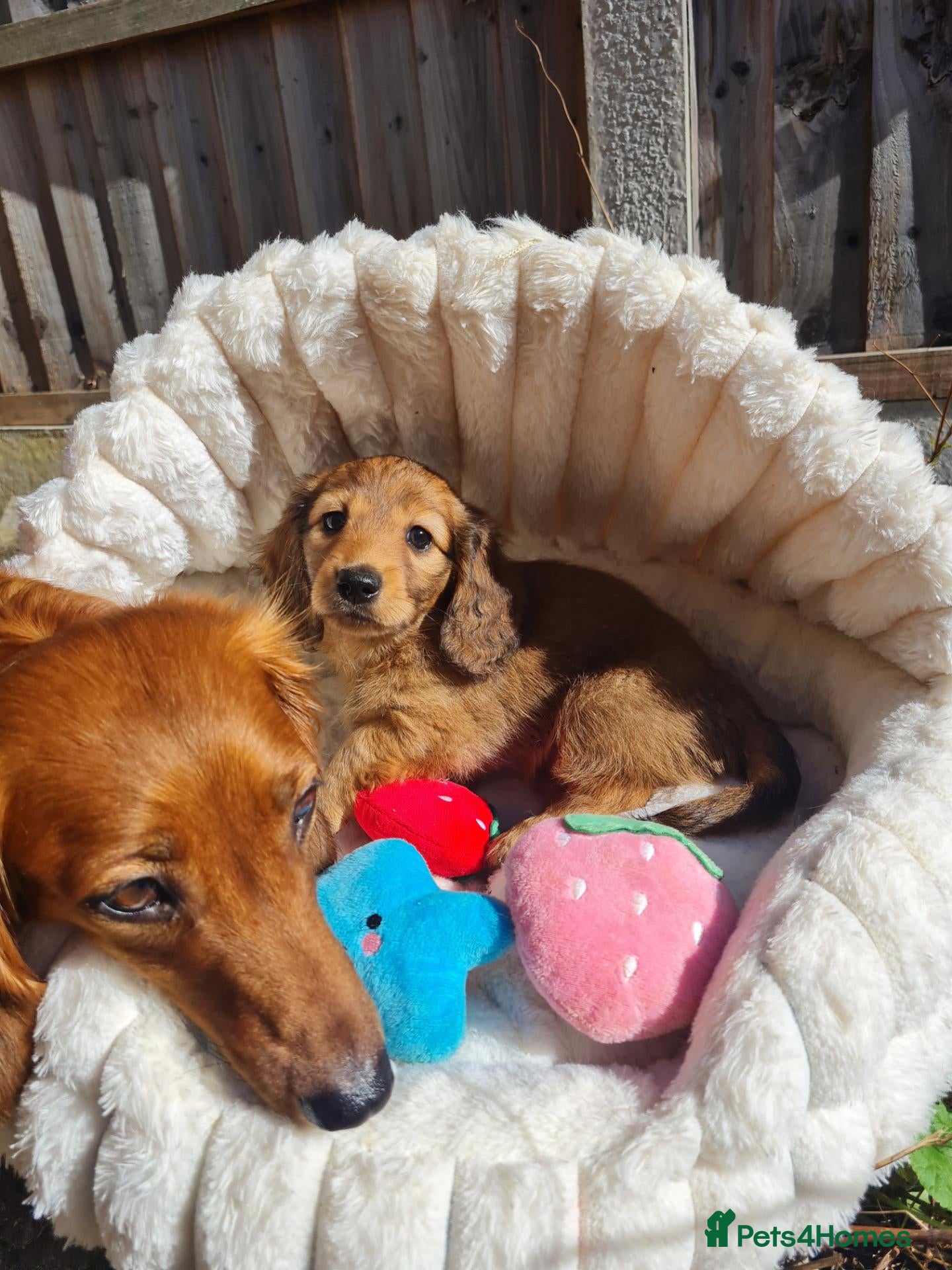 Dachshund dogs Pra clear,Last 3 beautiful LH Dachshund puppies💗 - Advert 1
