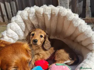 Dachshund dogs Pra clear,Last 3 beautiful LH Dachshund puppies💗 - Advert 1