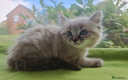 Ragdoll cats for sale: Ragdoll/Siamese Beautifull kitten +chip - Image 4