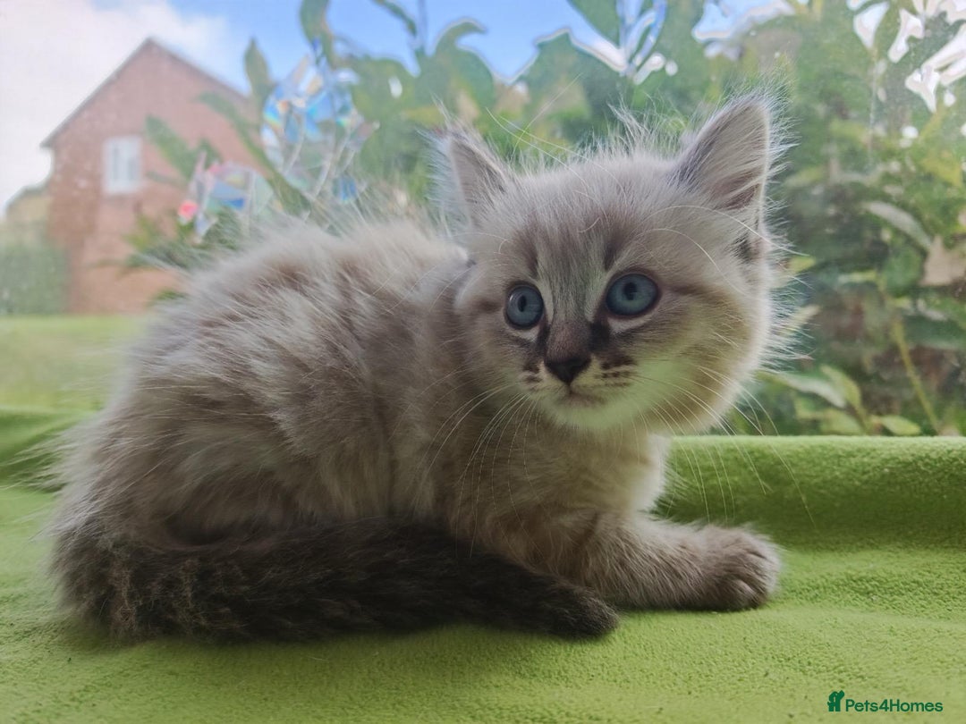 Ragdoll cats for sale: Ragdoll/Siamese Beautifull kitten +chip - Image 4