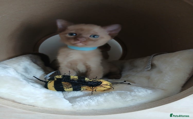 Burmese cats - Advert 1
