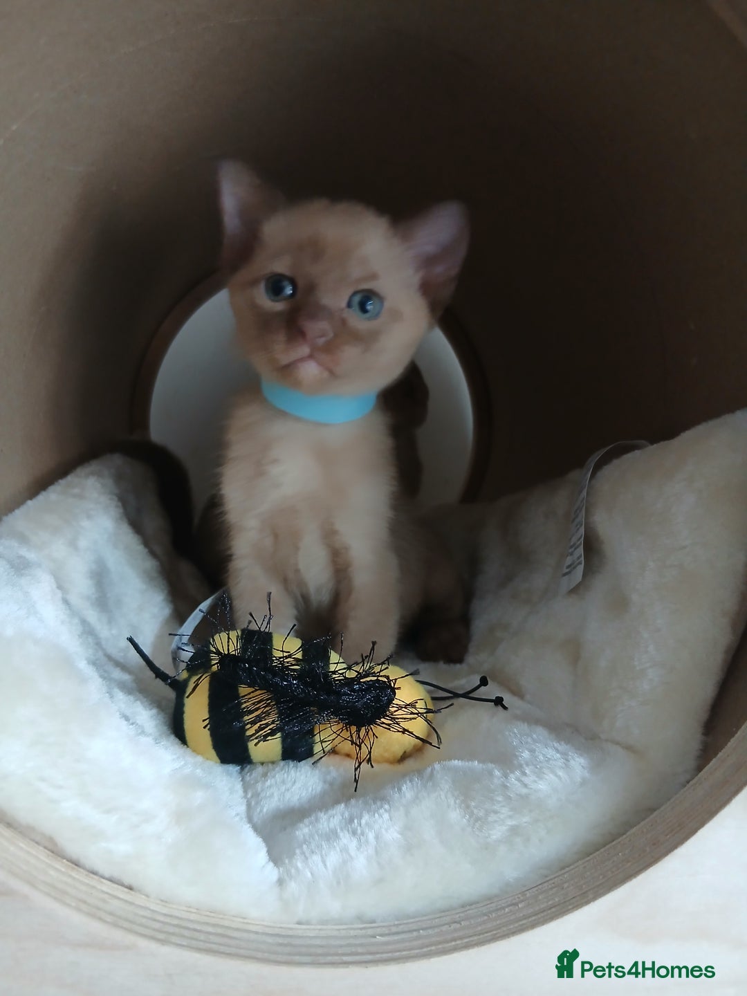 Burmese cats for sale: GCCF Reg. Burmese Kittens  - Image 1