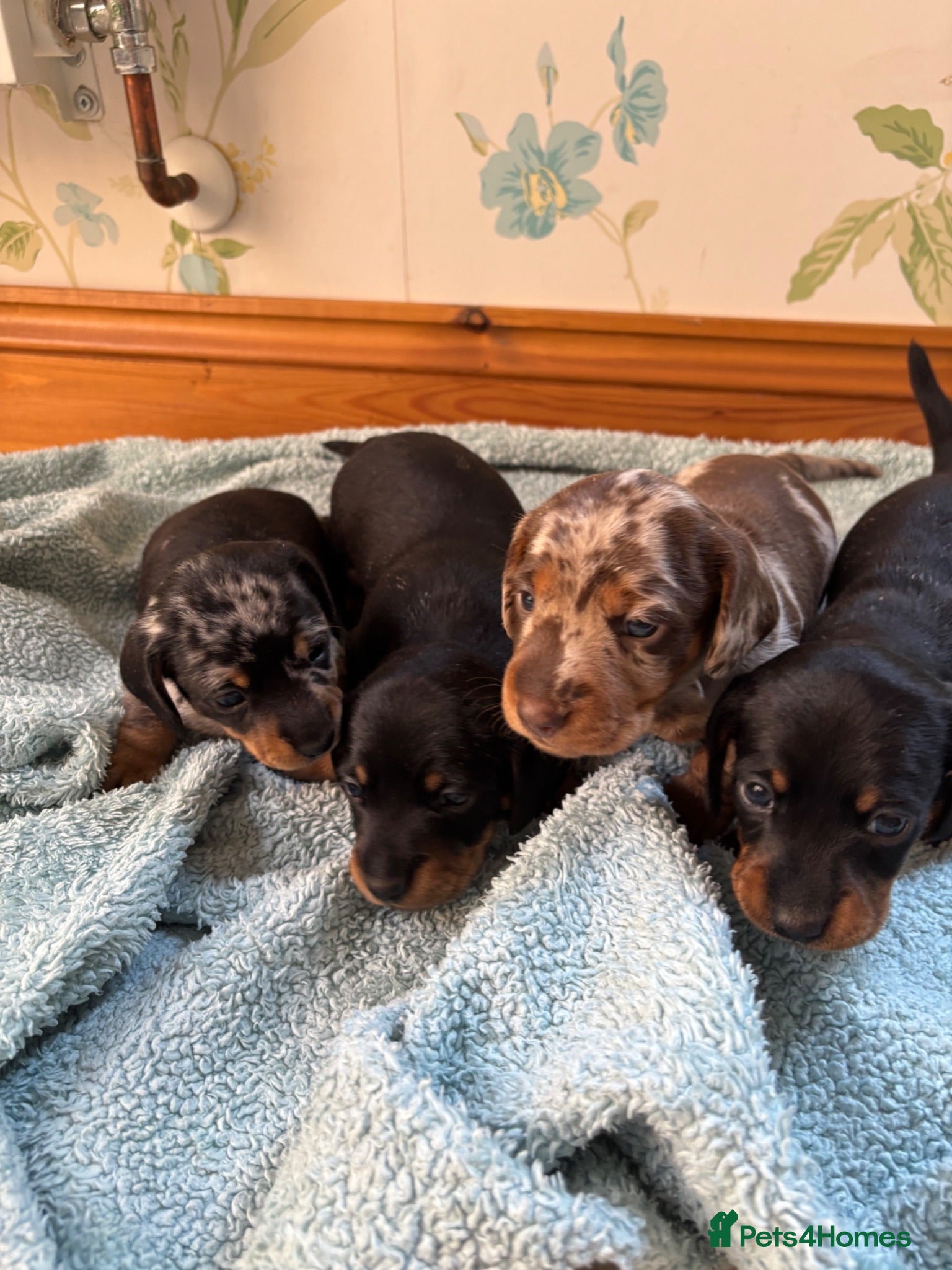 Miniature Dachshund dogs ADORABLE Miniature Dachshund KC Pups  - Advert 1