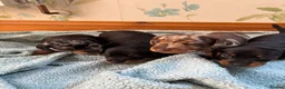 Miniature Dachshund dogs for sale: ADORABLE Miniature Dachshund KC Pups  - Advert 15