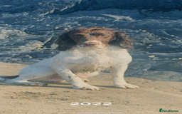 English Springer Spaniel dogs for sale: English springer spaniel - Image 10