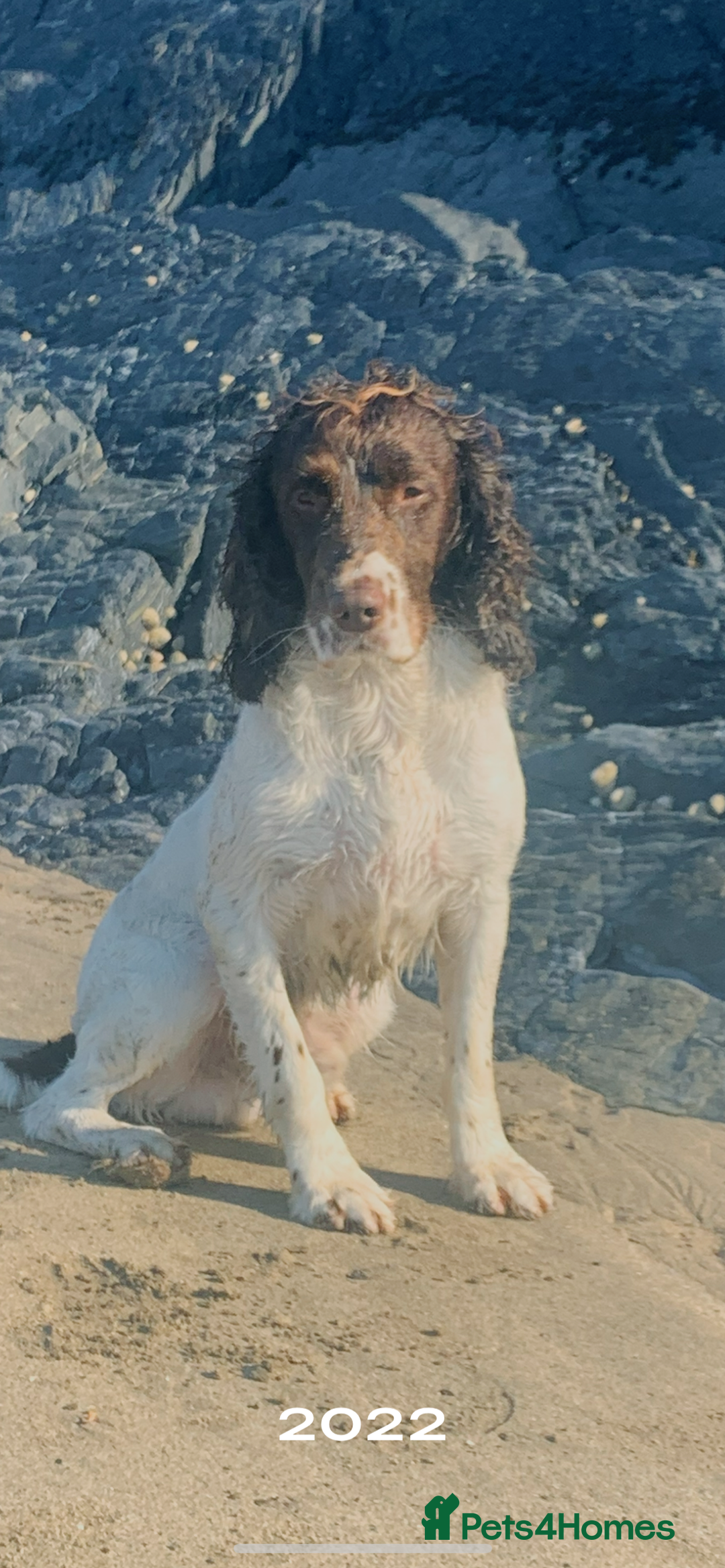 English Springer Spaniel dogs for sale: English springer spaniel - Image 10