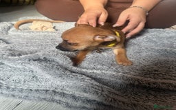 Mixed Breed dogs for sale: Chihuahua puppies £300 - Image 9