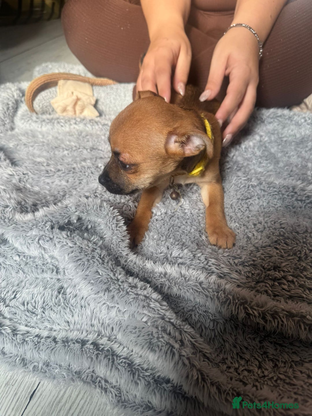 Mixed Breed dogs for sale: Chihuahua puppies £300 - Image 9