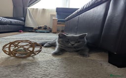 British Shorthair cats for sale: British Shorthair  - Image 6